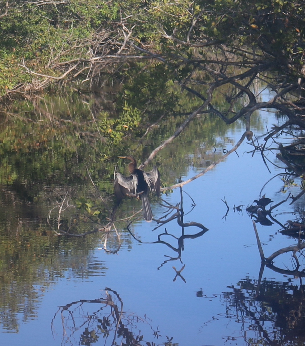 A brown bird with wings half-stretched rests on the branches of a tree over a body of water.